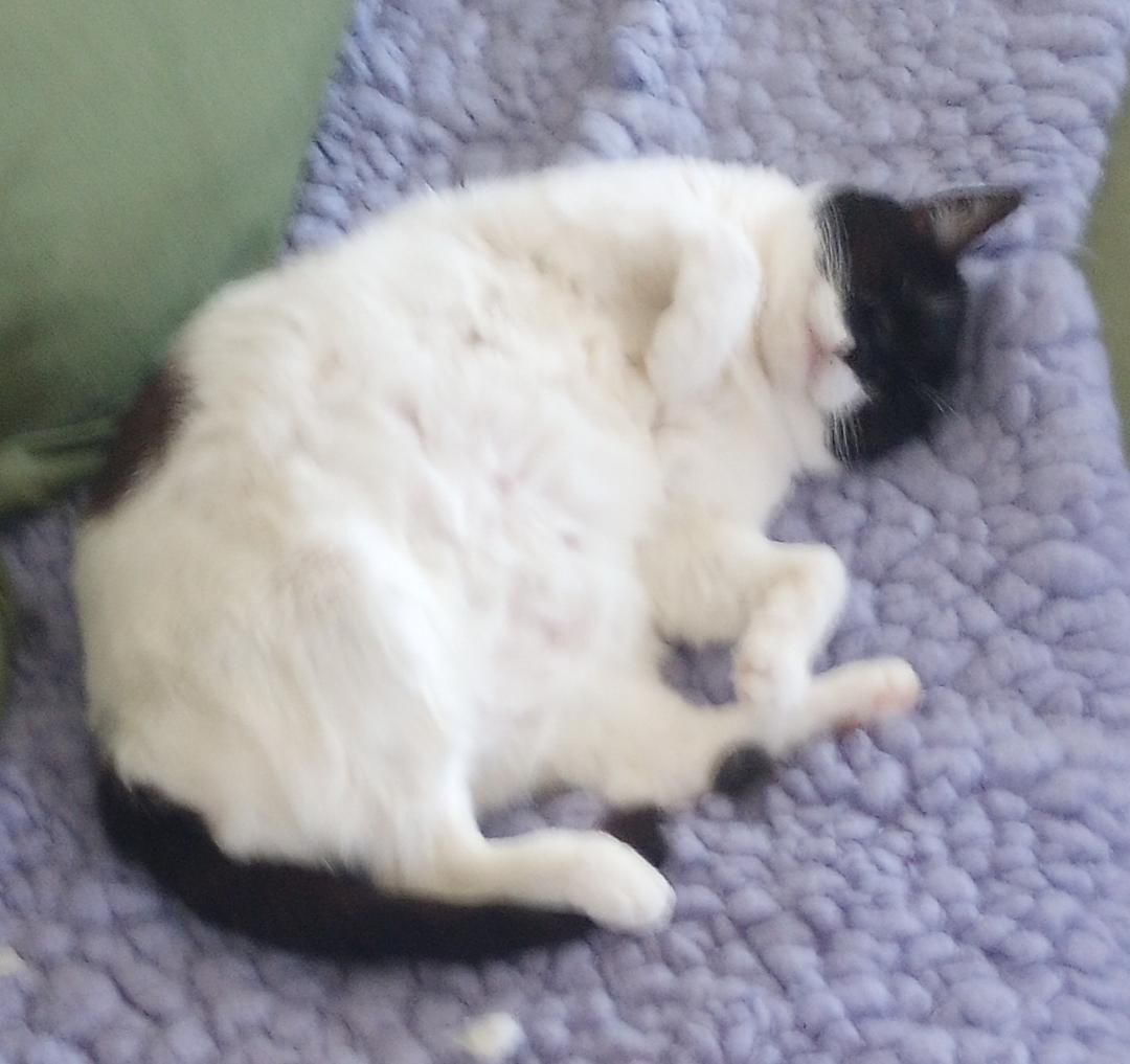 Bubbles, Adoptable, Adult Female Domestic Short Hair.