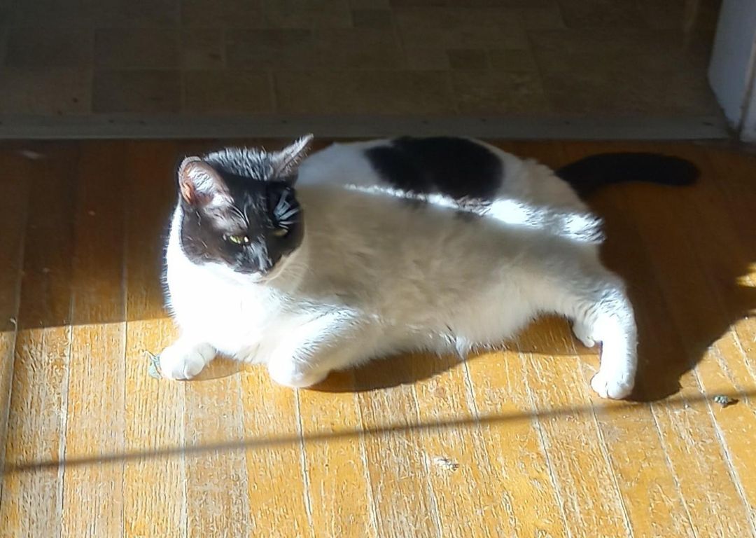 Bubbles, a Adoptable mixed breed in Oakland, CA image 2/14