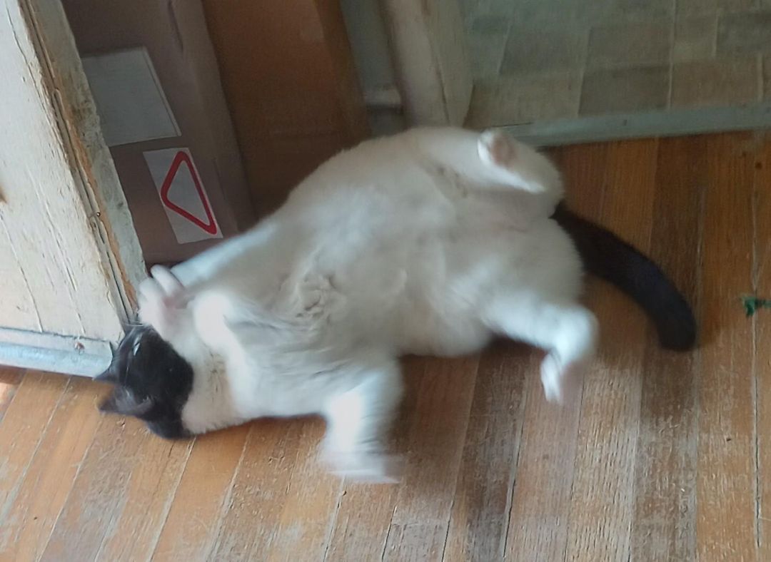 Bubbles, a Adoptable mixed breed in Oakland, CA image 3/14