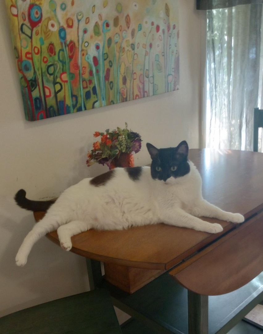 Bubbles, a Adoptable mixed breed in Oakland, CA image 4/14