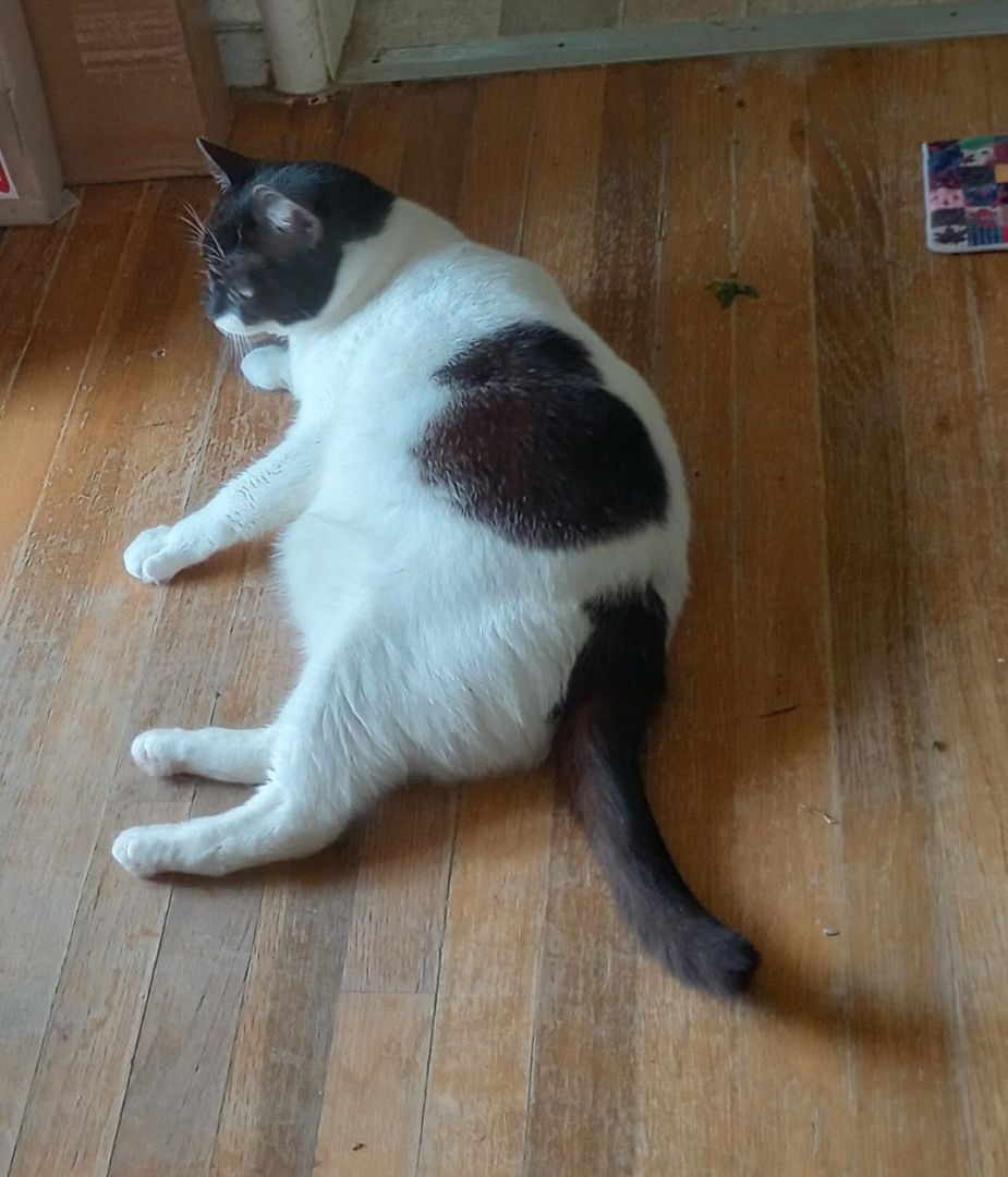 Bubbles, a Adoptable mixed breed in Oakland, CA image 5/14