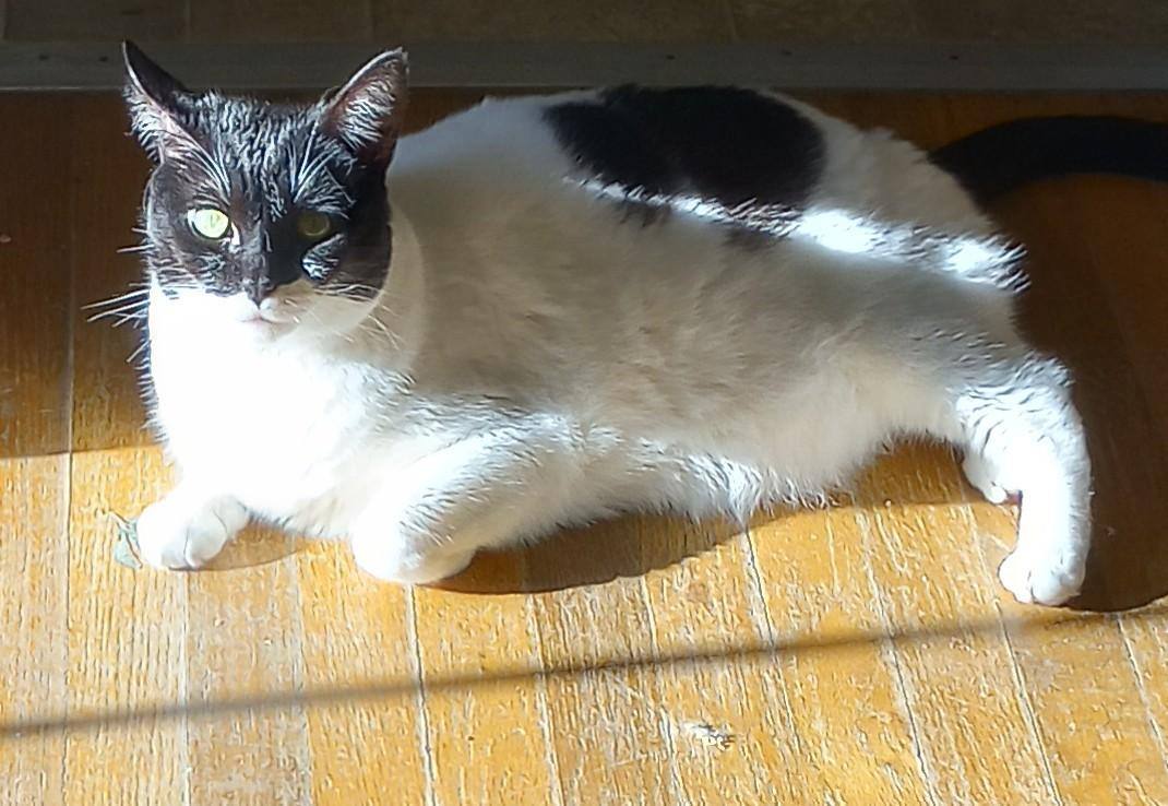 Bubbles, a Adoptable mixed breed in Oakland, CA image 6/14