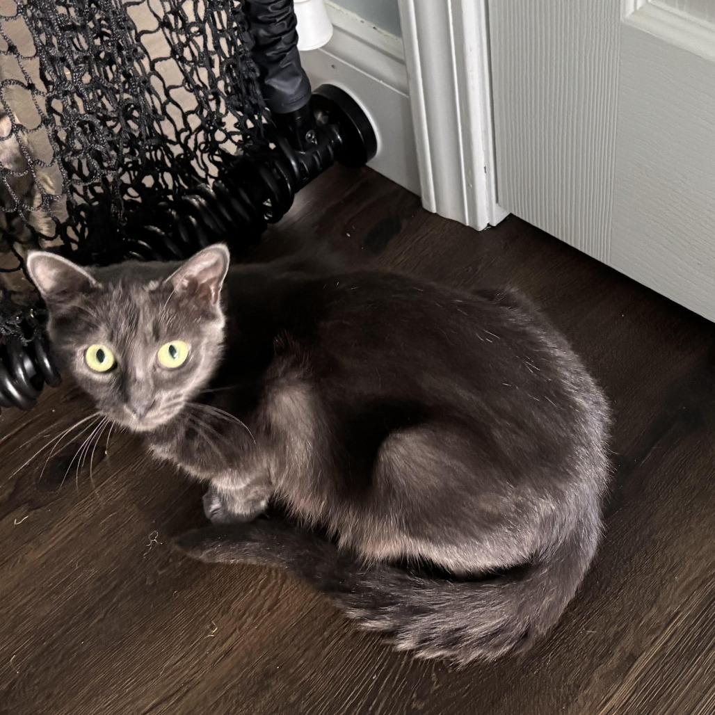 Sweetie Pie, Adoptable, Adult Female Domestic Medium Hair.