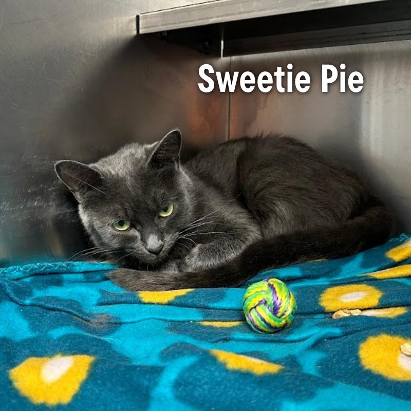 Enlarge Sweetie Pie, a Adoptable Domestic Medium Hair in Oak Ridge, TN image 2/5