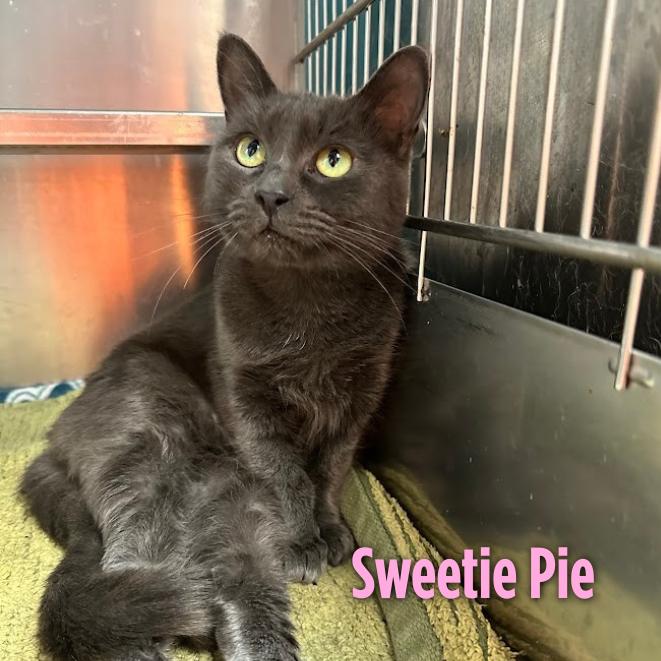 Enlarge Sweetie Pie, a Adoptable Domestic Medium Hair in Oak Ridge, TN image 3/5