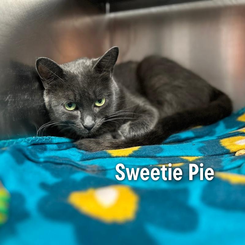 Enlarge Sweetie Pie, a Adoptable Domestic Medium Hair in Oak Ridge, TN image 4/5