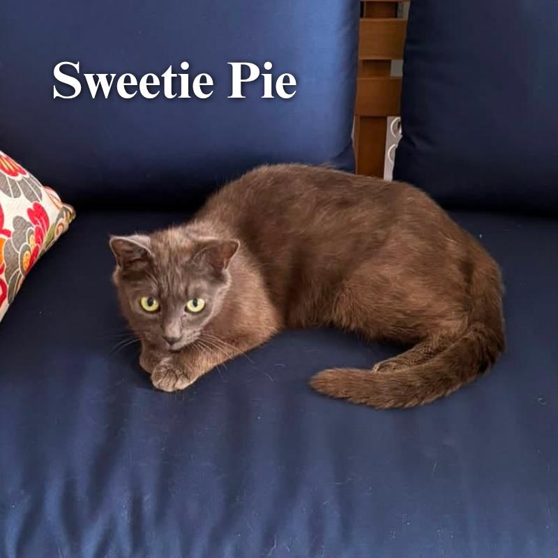 Enlarge Sweetie Pie, a Adoptable Domestic Medium Hair in Oak Ridge, TN image 5/5