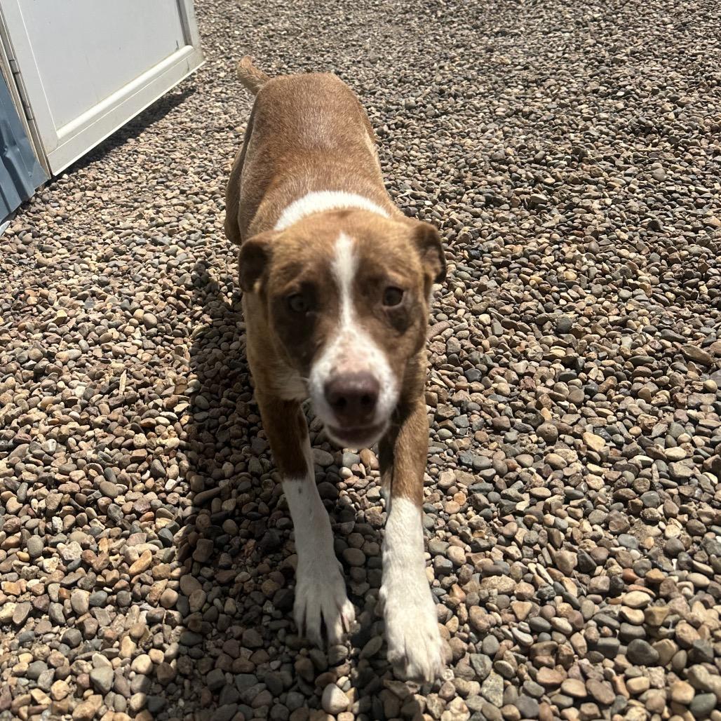 Lenny, Adoptable, Young Male Cattle Dog & Mixed Breed.