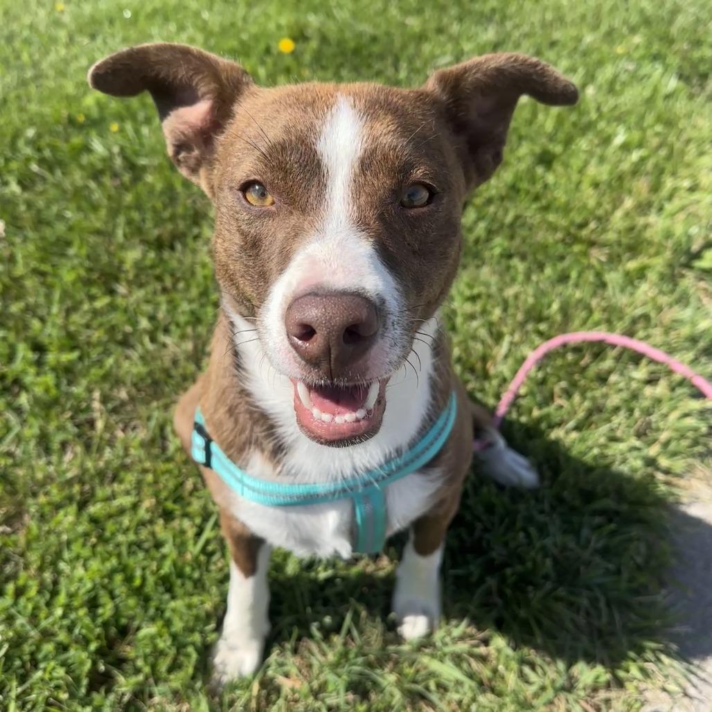 Lenny, a Adoptable mixed breed in Chariton, IA image 2/6