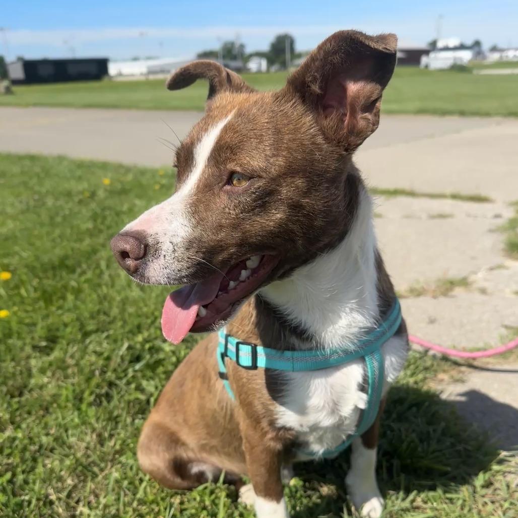 Lenny, a Adoptable mixed breed in Chariton, IA image 3/6