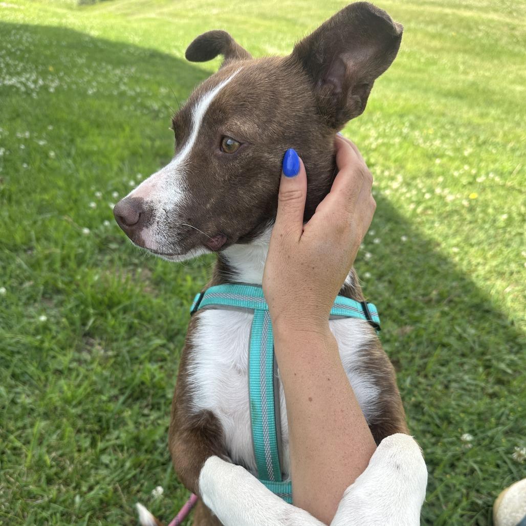Lenny, a Adoptable mixed breed in Chariton, IA image 4/6