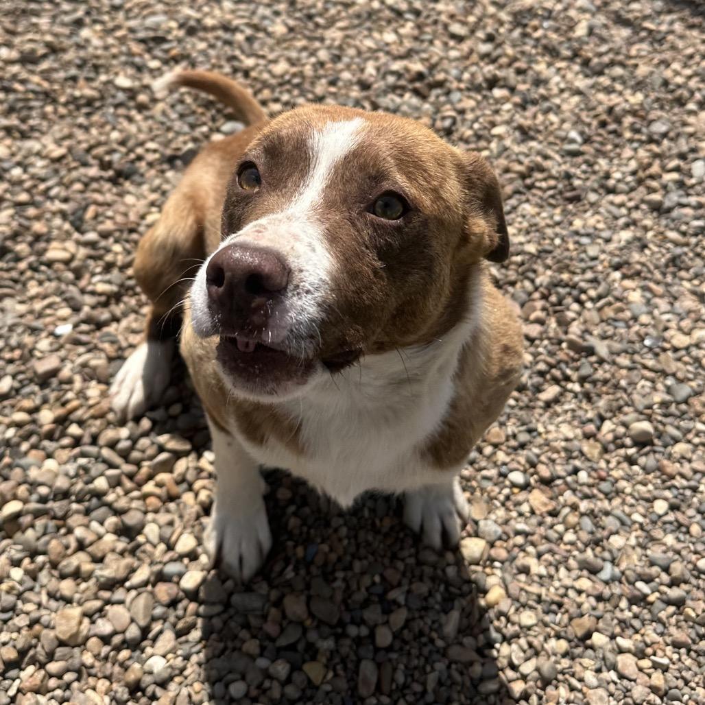 Lenny, a Adoptable mixed breed in Chariton, IA image 5/6