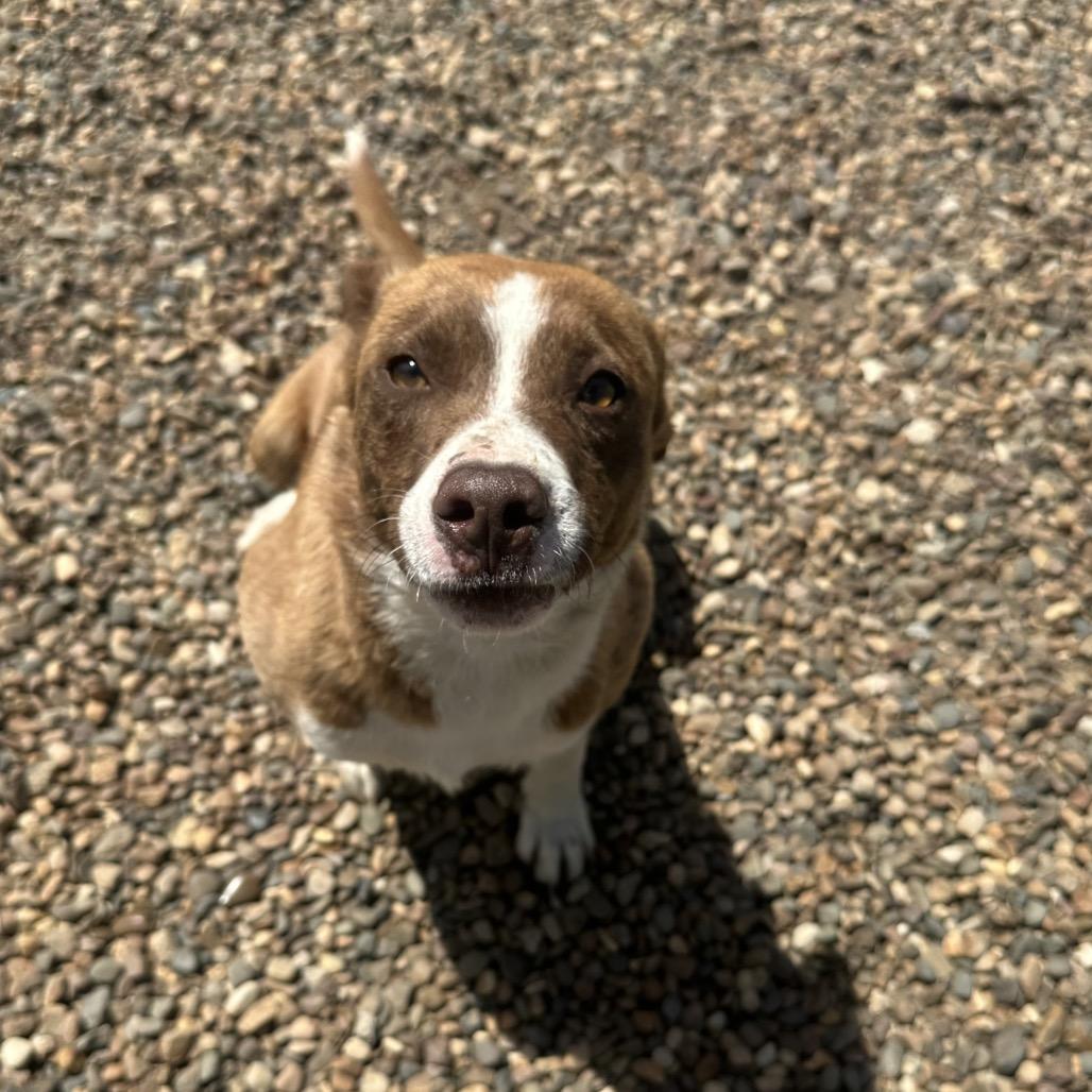 Lenny, a Adoptable mixed breed in Chariton, IA image 6/6
