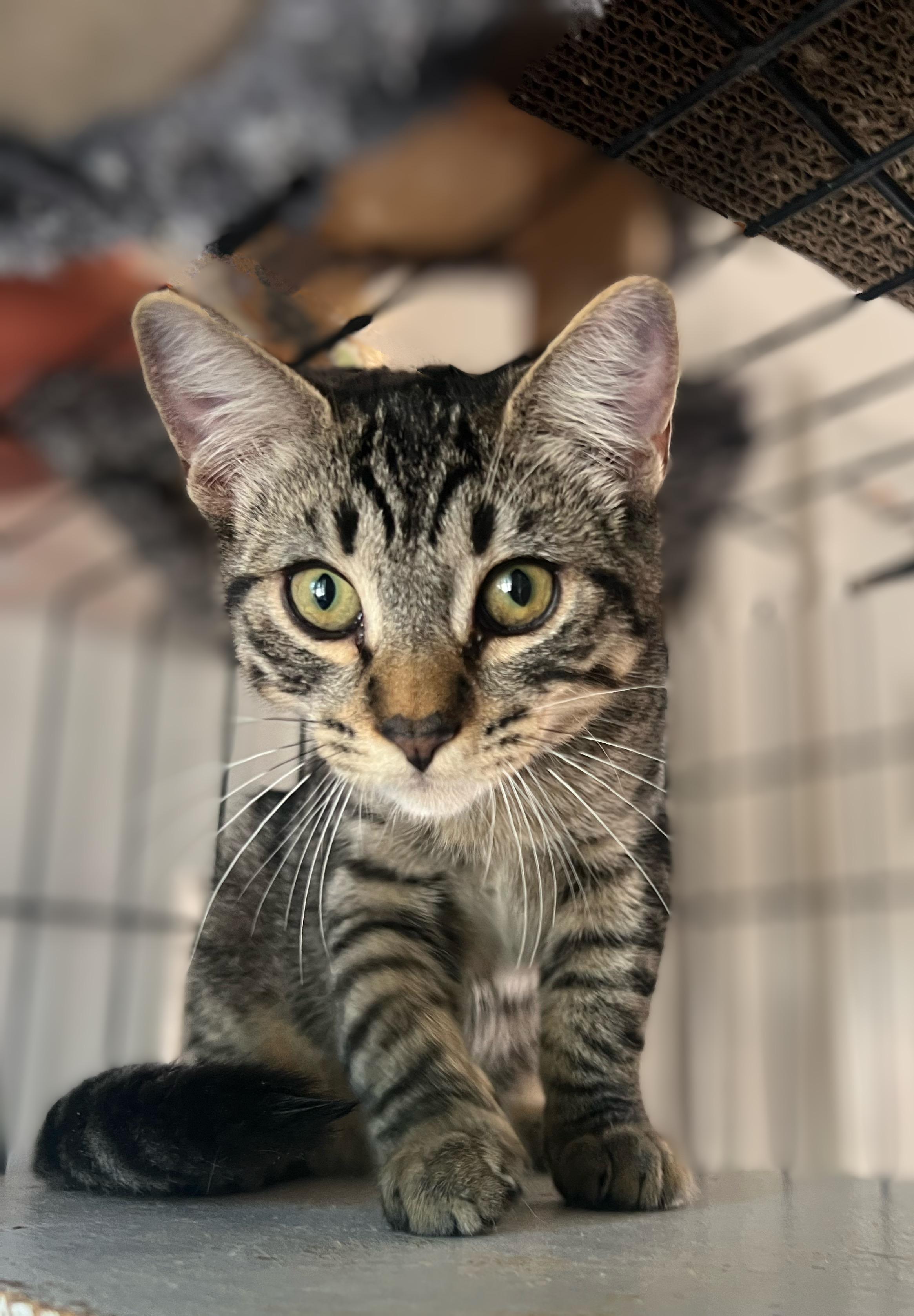 Enlarge Billy, a Adoptable Domestic Short Hair in Syosset, NY image 1/5