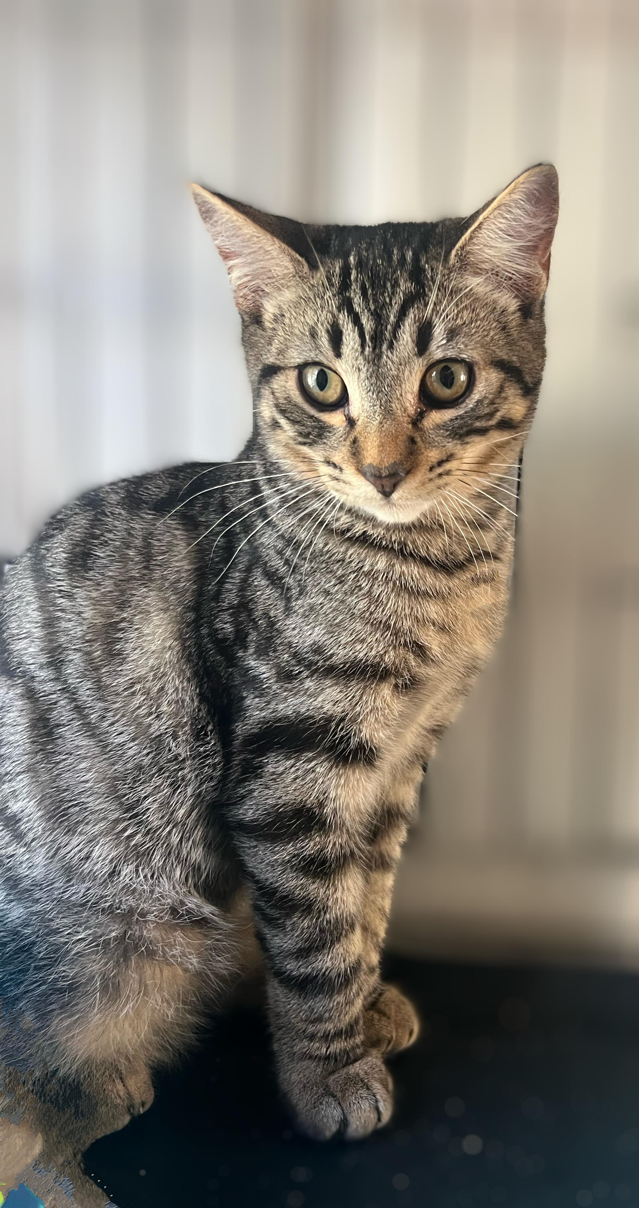 Enlarge Billy, a Adoptable Domestic Short Hair in Syosset, NY image 2/5