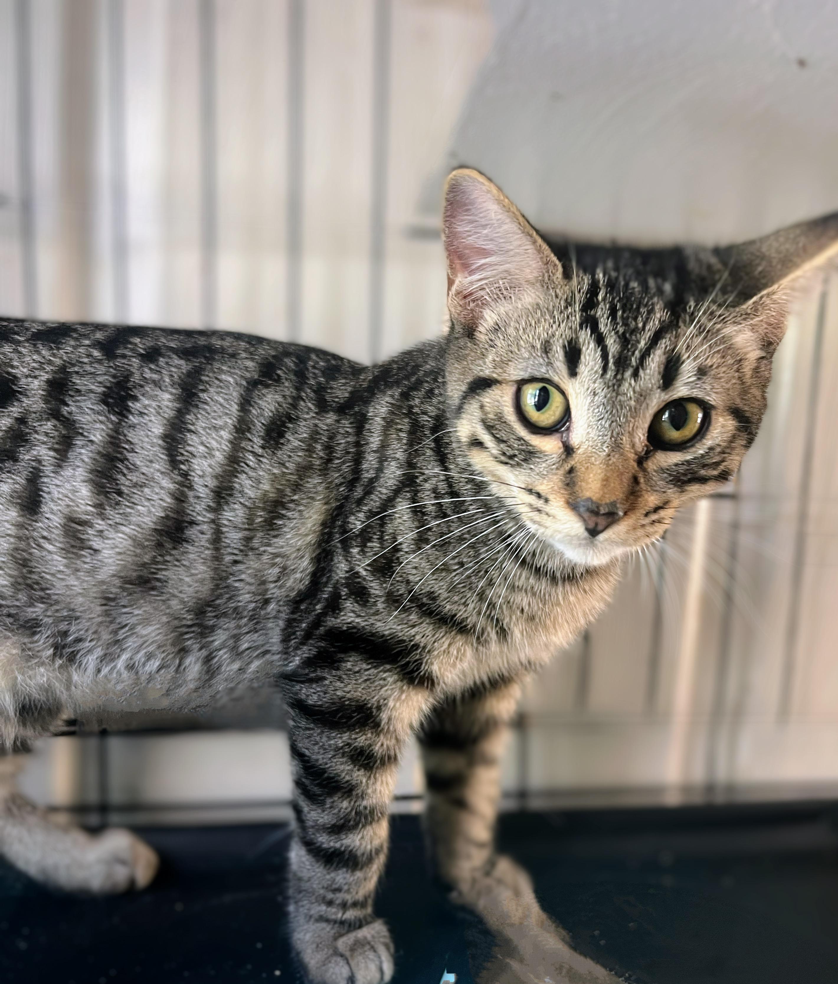 Enlarge Billy, a Adoptable Domestic Short Hair in Syosset, NY image 3/5