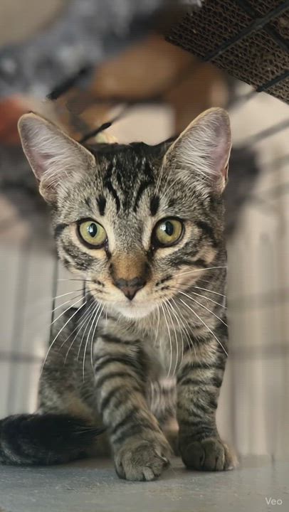 Enlarge Billy, a Adoptable Domestic Short Hair in Syosset, NY video 4/5