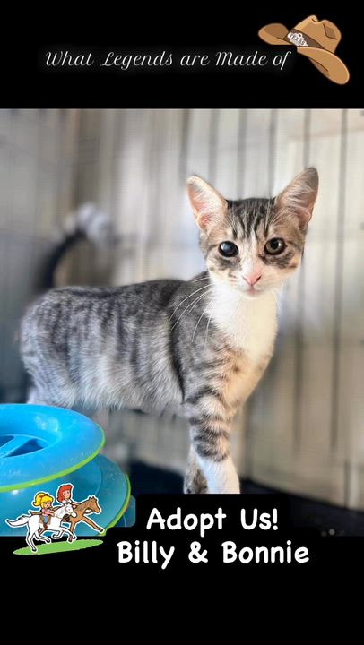 Enlarge Billy, a Adoptable Domestic Short Hair in Syosset, NY video 5/5