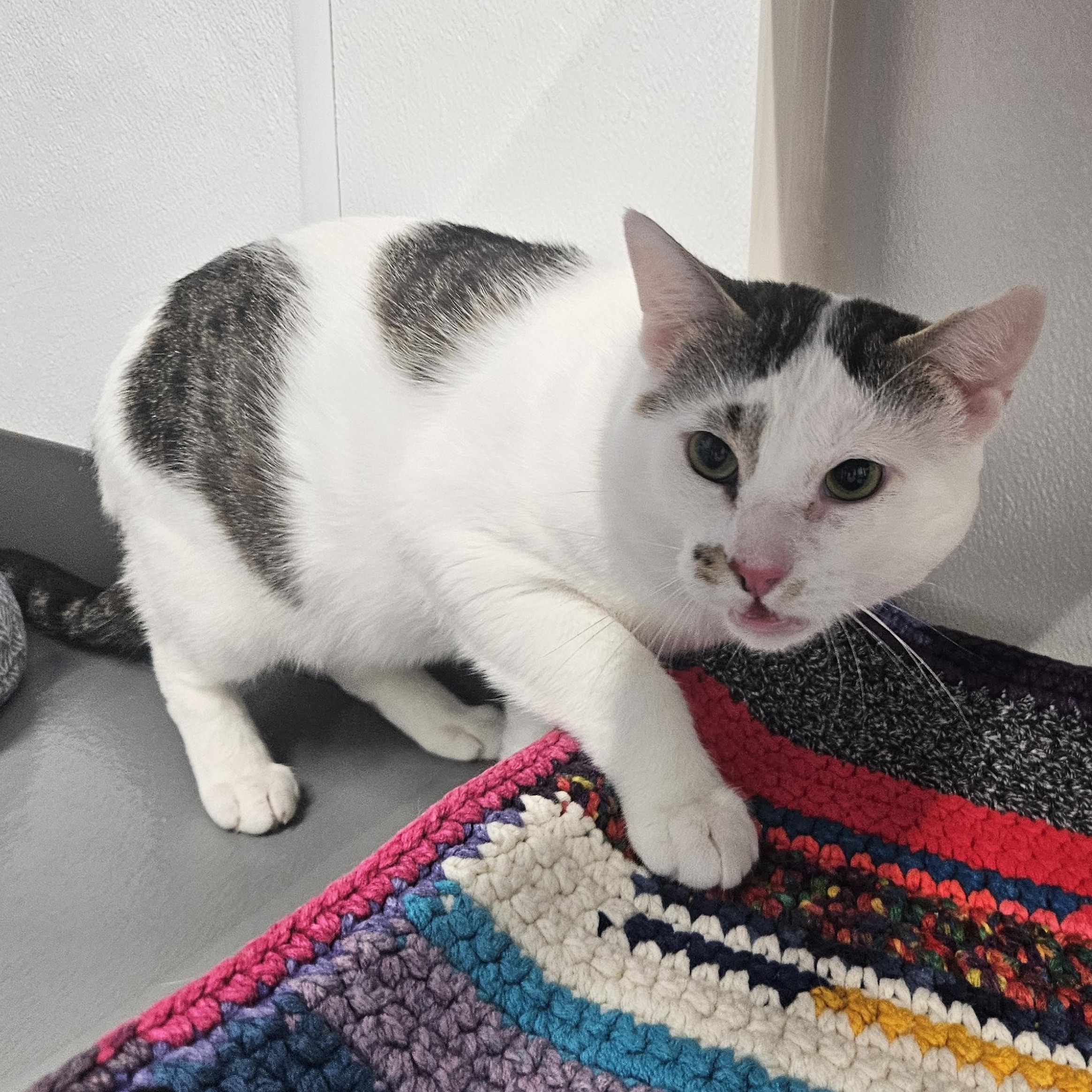 Riddler, adopted, Young Male Domestic Short Hair.
