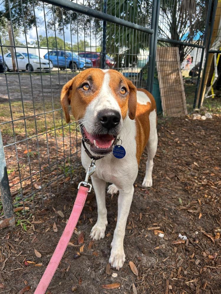 Enlarge Solstice, a Adoptable mixed breed in Lakeland, FL image 1/3