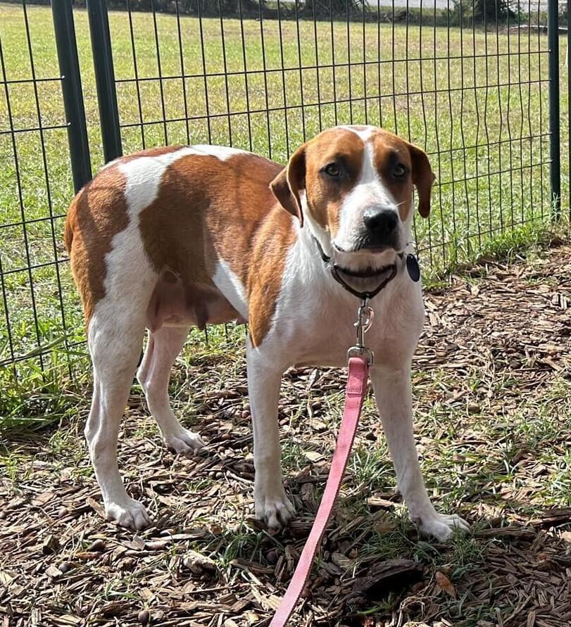 Enlarge Solstice, a Adoptable mixed breed in Lakeland, FL image 3/3