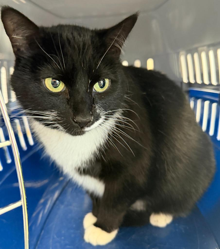 Enlarge Sylvia, a Adoptable mixed breed in Bryan, OH image 1/1