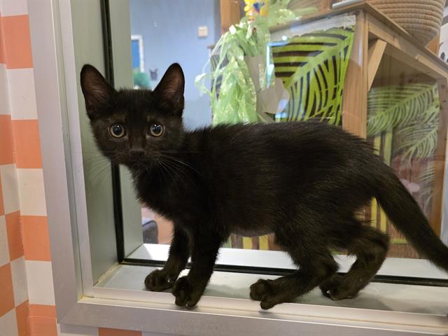 OLIVIA, Adoptable, Kitten Female Domestic Short Hair.