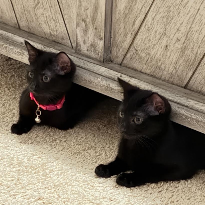 Enlarge Florence, a Adoptable Domestic Short Hair in Lemont, IL image 5/5