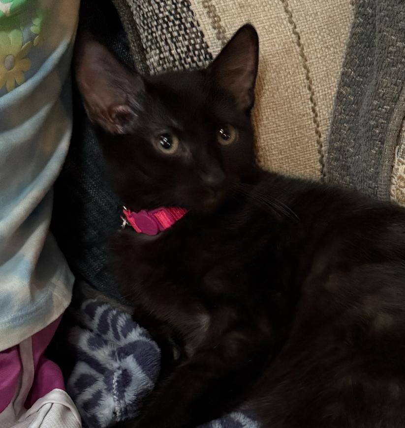 Enlarge Florence, a Adoptable Domestic Short Hair in Lemont, IL image 4/5