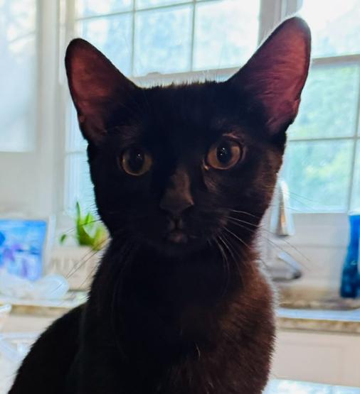 Enlarge Florence, a Adoptable Domestic Short Hair in Lemont, IL image 2/5