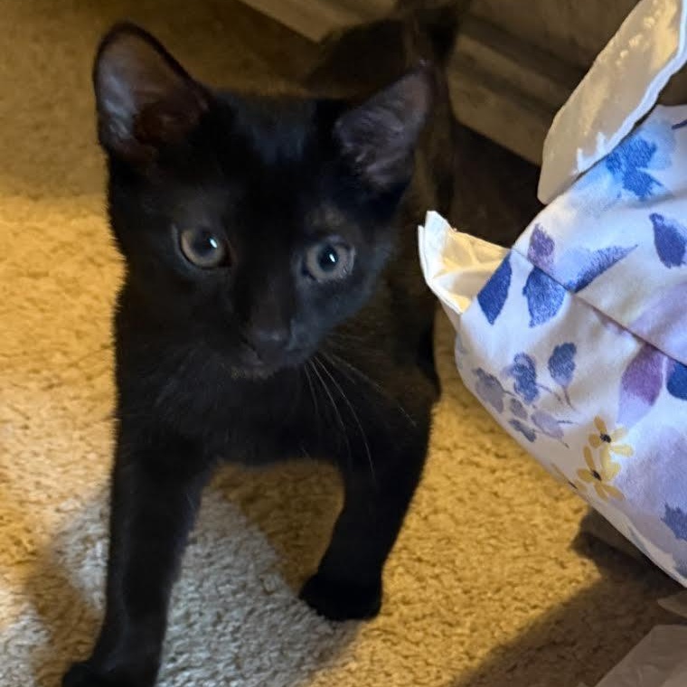 Enlarge Florence, a Adoptable Domestic Short Hair in Lemont, IL image 3/5