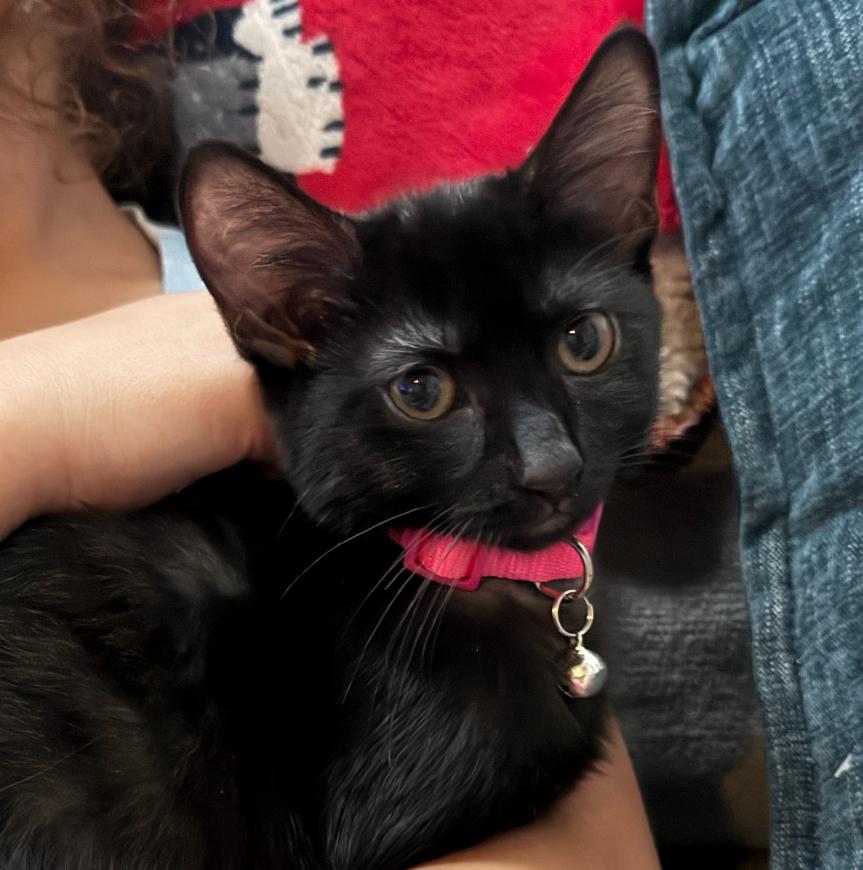 Florence, Adoptable, Kitten Female Domestic Short Hair.