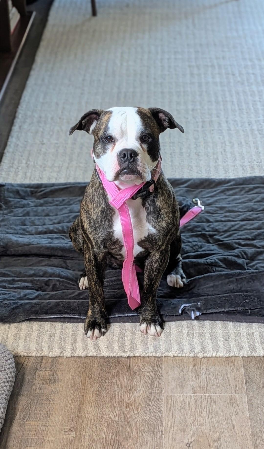 Enlarge Betsy, a ADOPTABLE mixed breed in San Rafael, CA image 1/6