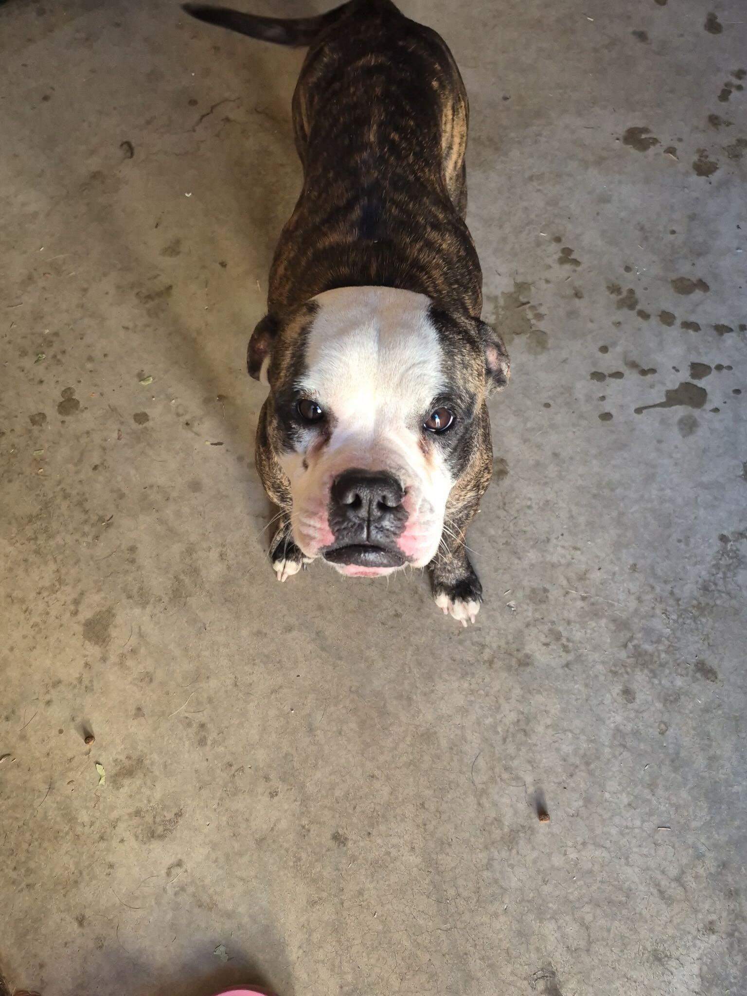 Enlarge Betsy, a ADOPTABLE mixed breed in San Rafael, CA image 5/6