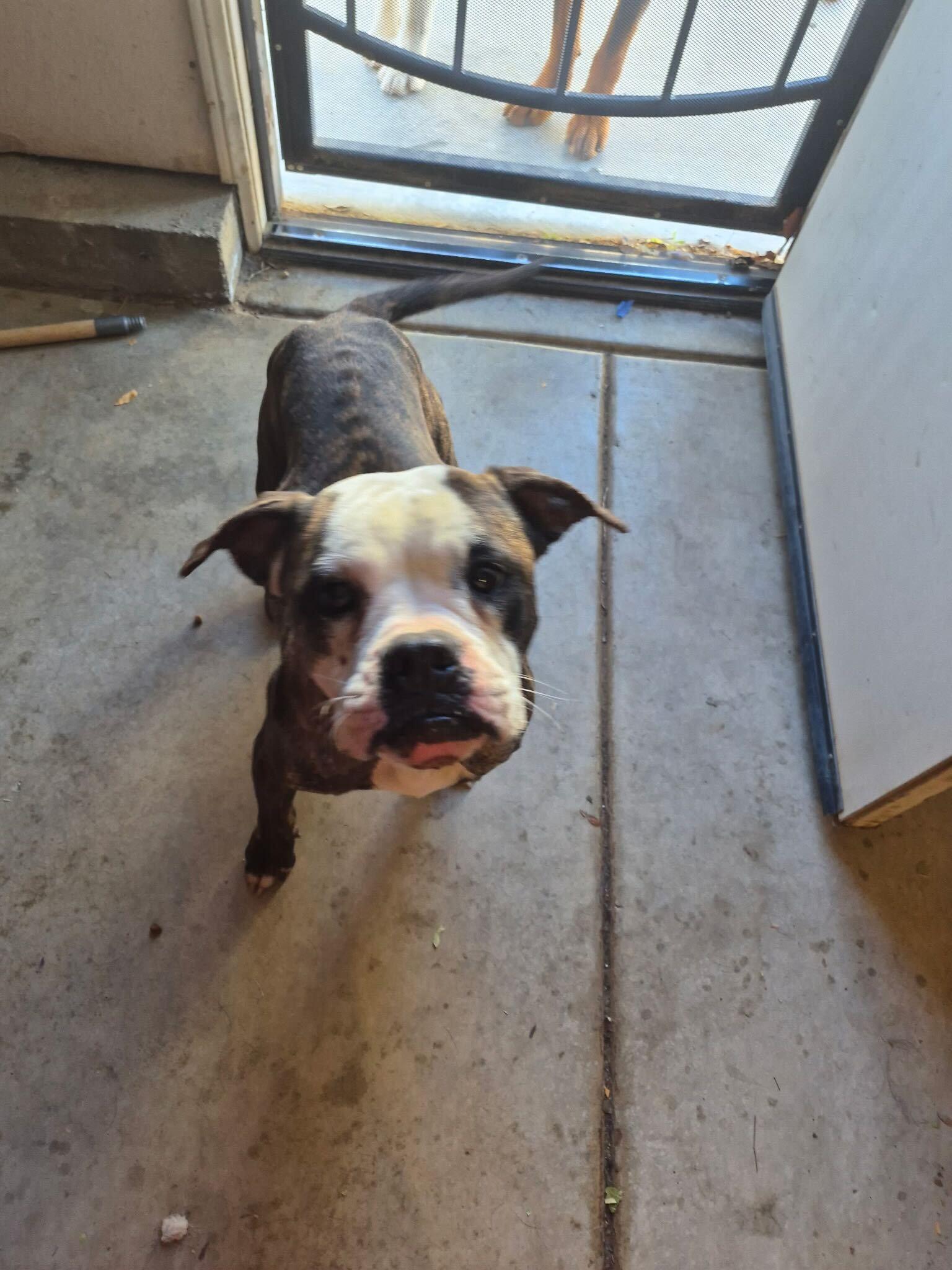 Enlarge Betsy, a ADOPTABLE mixed breed in San Rafael, CA image 6/6