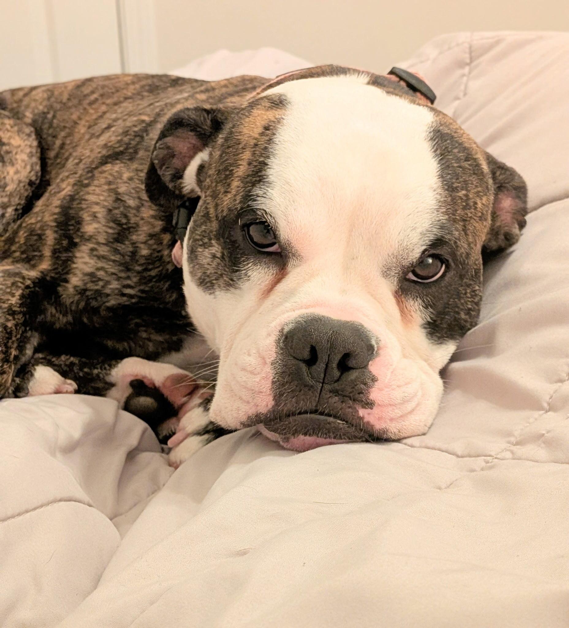 Enlarge Betsy, a ADOPTABLE mixed breed in San Rafael, CA image 2/6