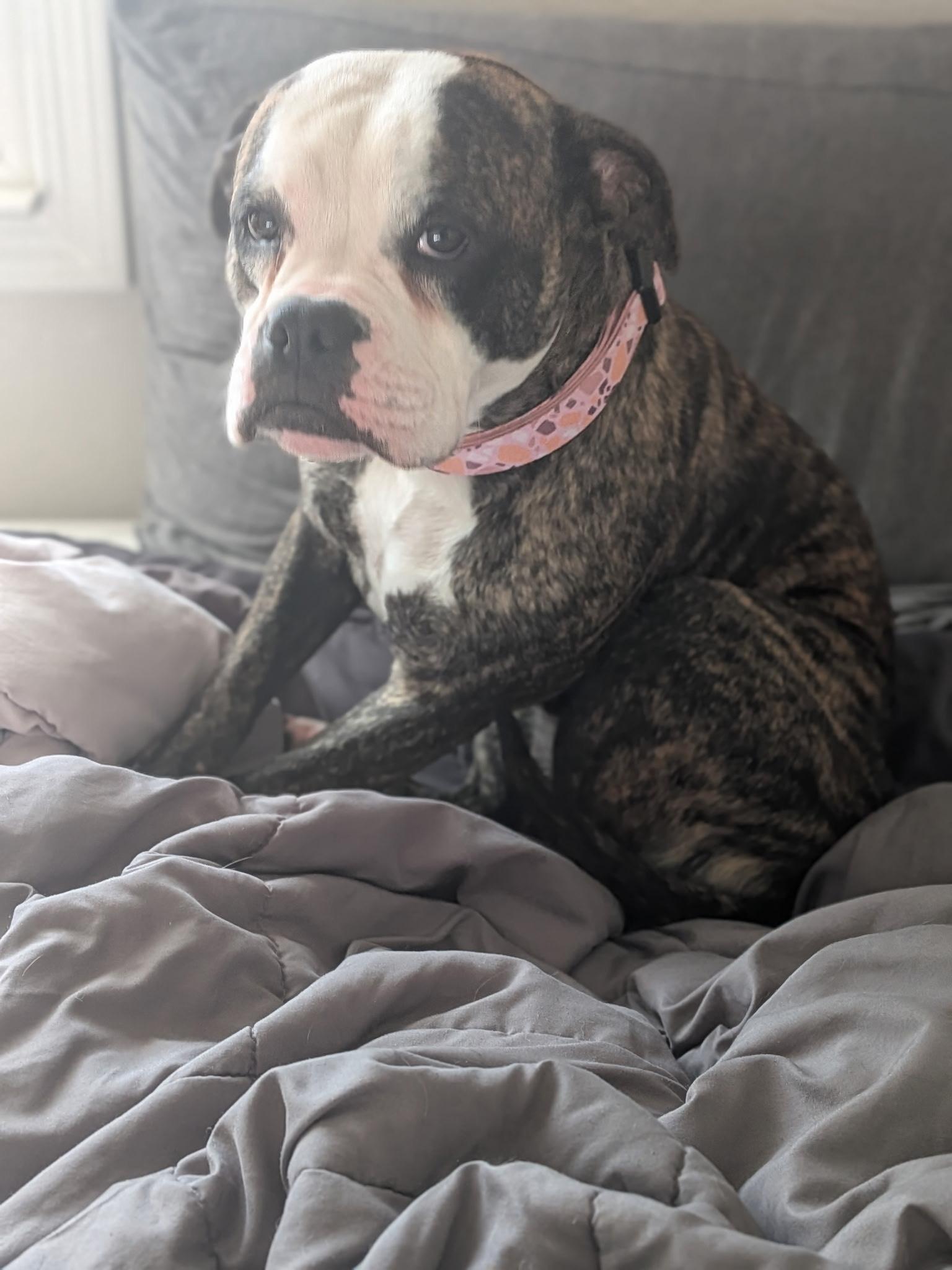 Enlarge Betsy, a ADOPTABLE mixed breed in San Rafael, CA image 4/6