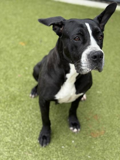 Heffalump, Adoptable, Adult Female Pit Bull Terrier & Mixed Breed.