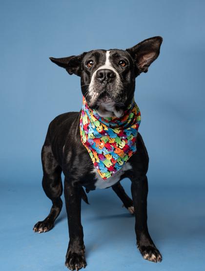 Heffalump, a Adoptable mixed breed in Atlanta, GA image 2/3
