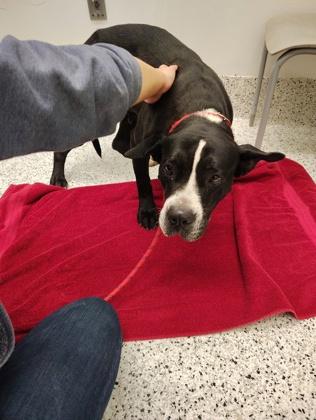 Enlarge Heffalump, a Adoptable mixed breed in Atlanta, GA image 3/3