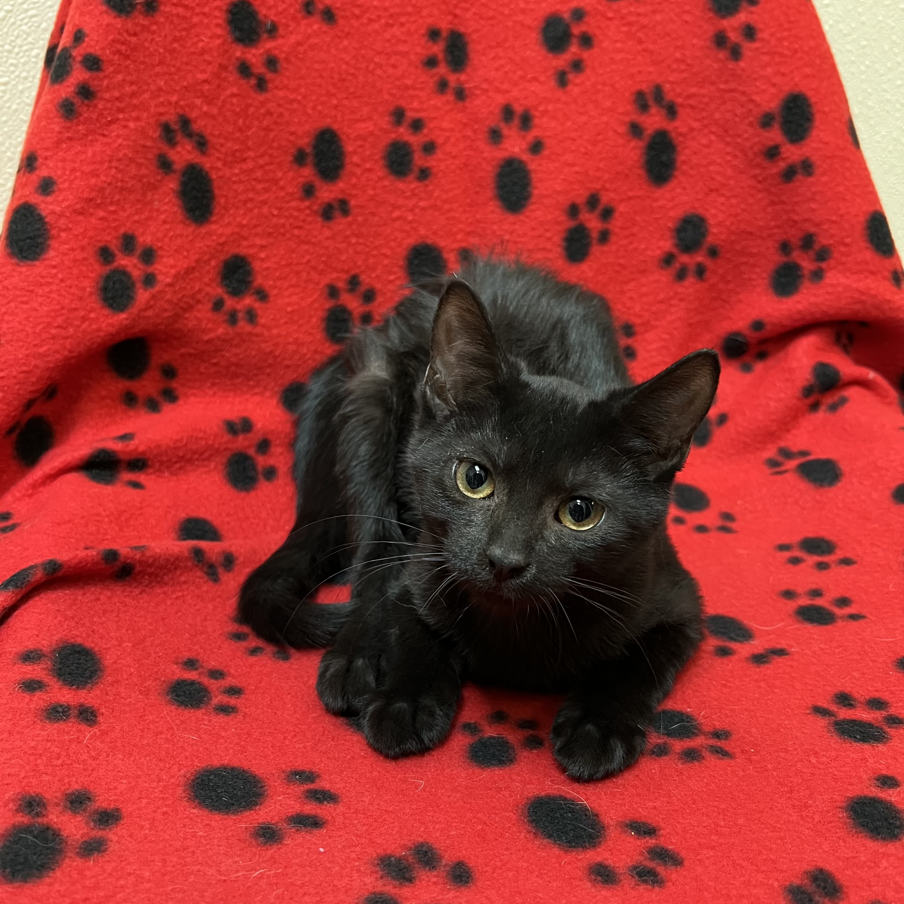 Cat for adoption Maple, a Domestic Short Hair in Fairmont, MN Petfinder