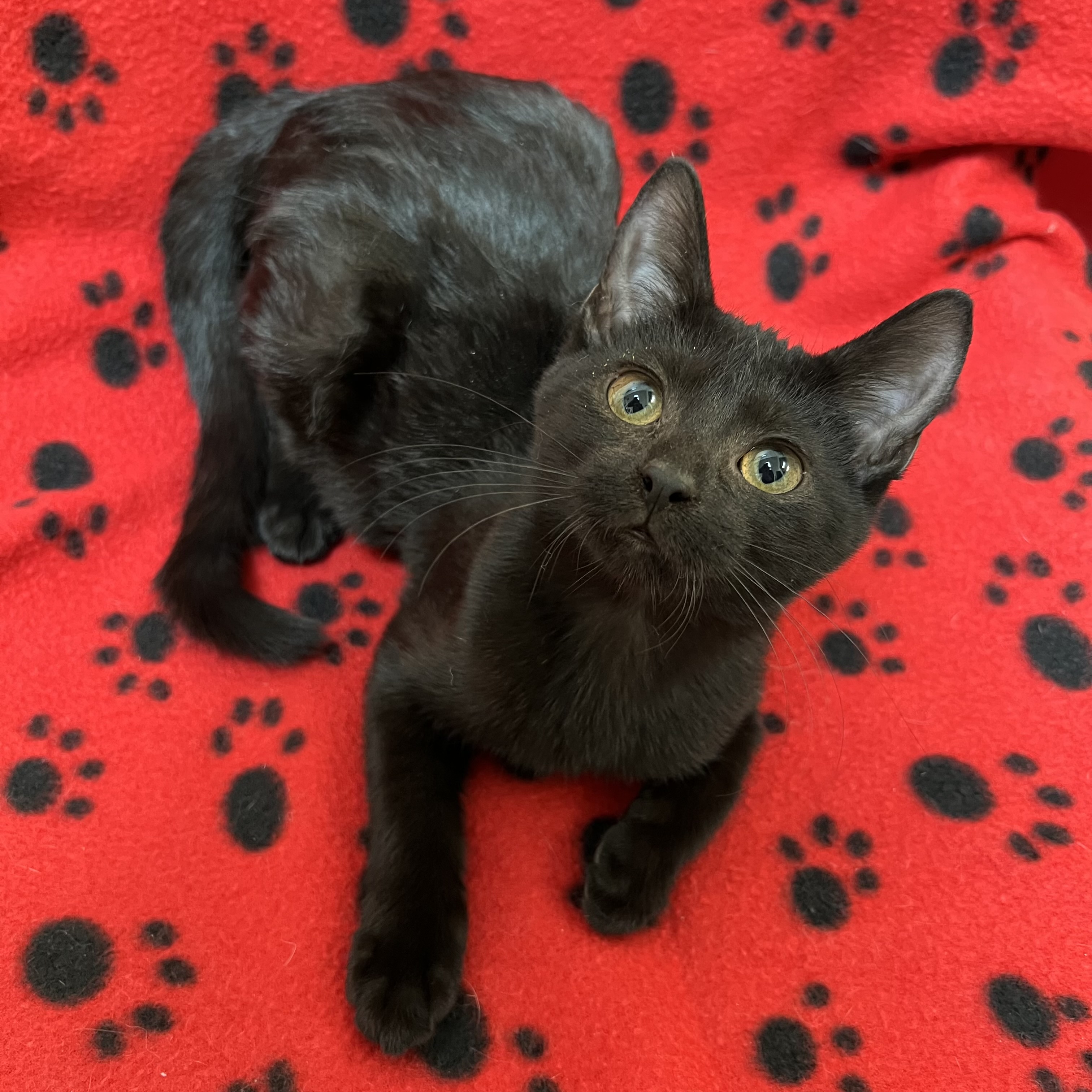 Cat for adoption Maple, a Domestic Short Hair in Fairmont, MN Petfinder