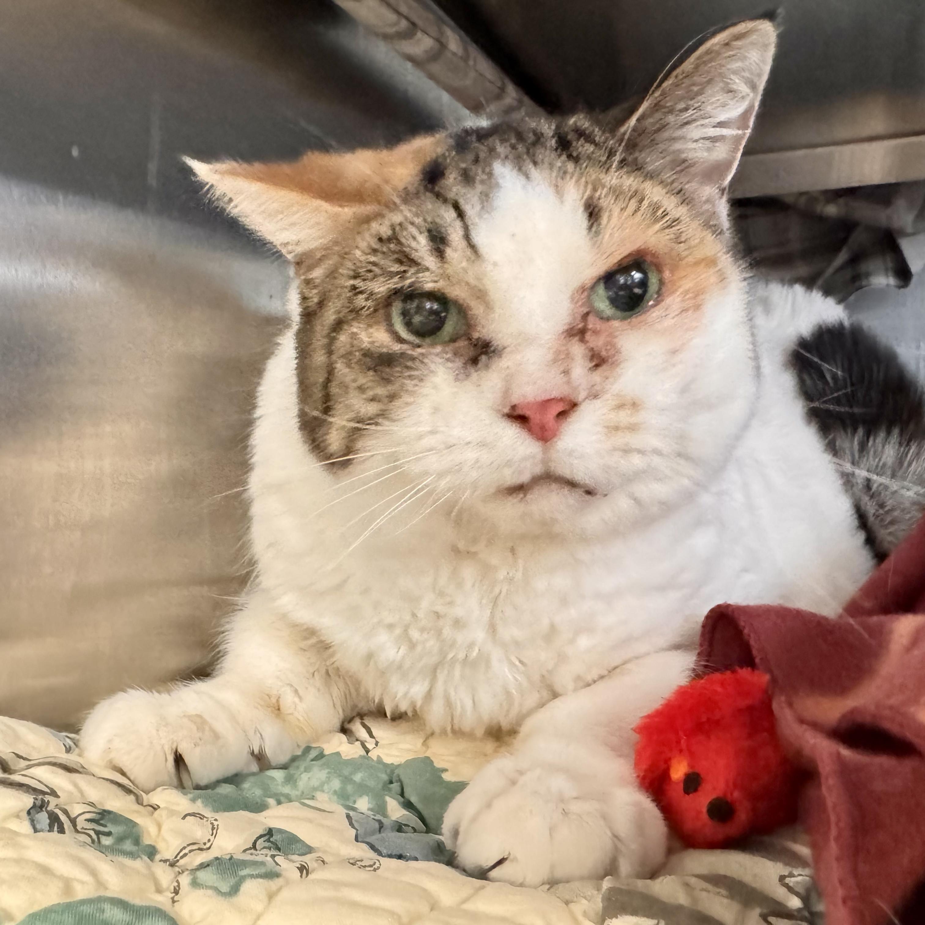 Enlarge Tootsie, a ADOPTABLE Domestic Short Hair in Midland, MI image 1/2