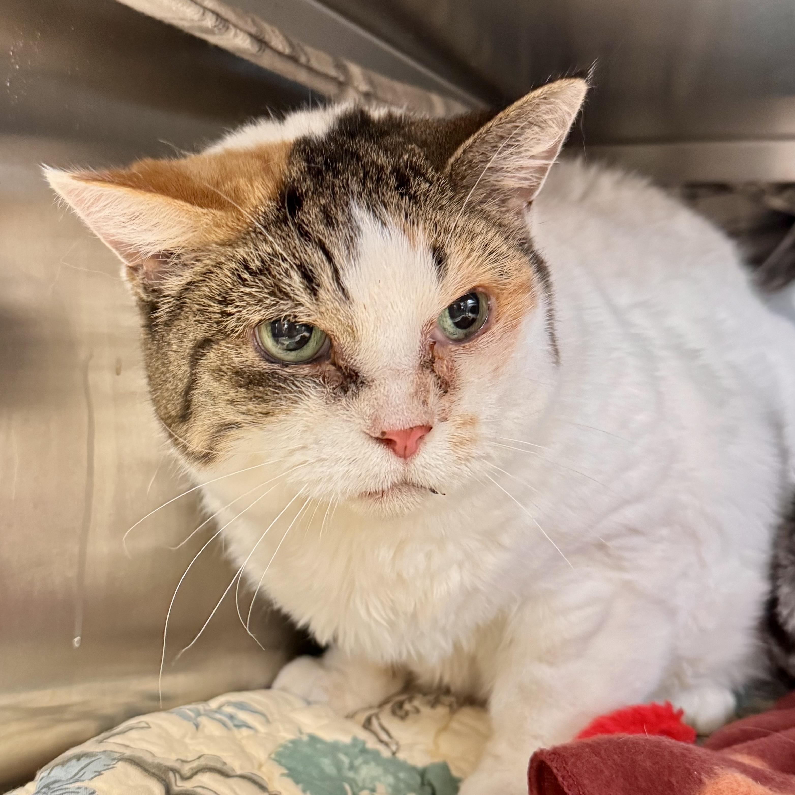 Enlarge Tootsie, a ADOPTABLE Domestic Short Hair in Midland, MI image 2/2