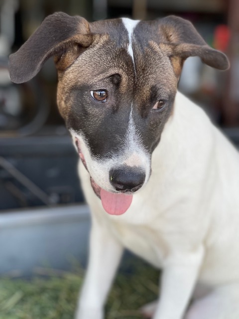 Liza, a Adoptable mixed breed in Plano, TX image 1/11