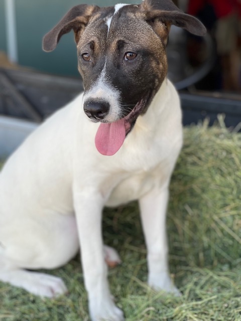 Liza, a Adoptable mixed breed in Plano, TX image 3/11