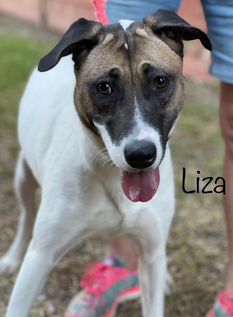 Liza, a Adoptable mixed breed in Plano, TX image 4/11