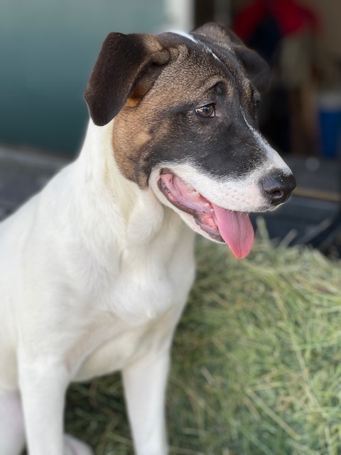 Liza, a Adoptable mixed breed in Plano, TX image 5/11