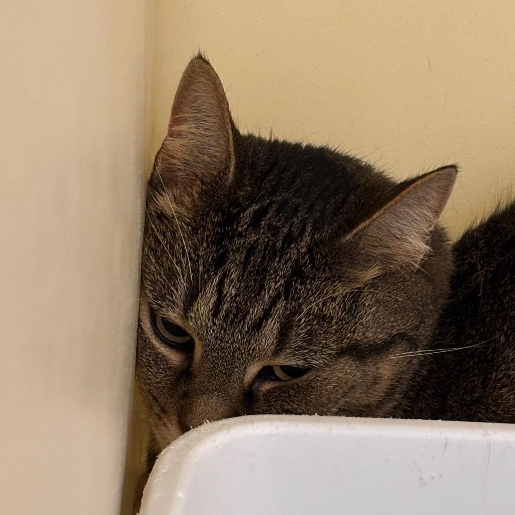 Cheyenne, a Adoptable Domestic Short Hair in Zanesville, OH image 1/2