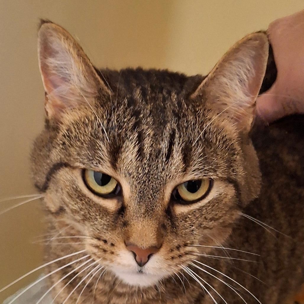 Cheyenne, a Adoptable Domestic Short Hair in Zanesville, OH image 2/2